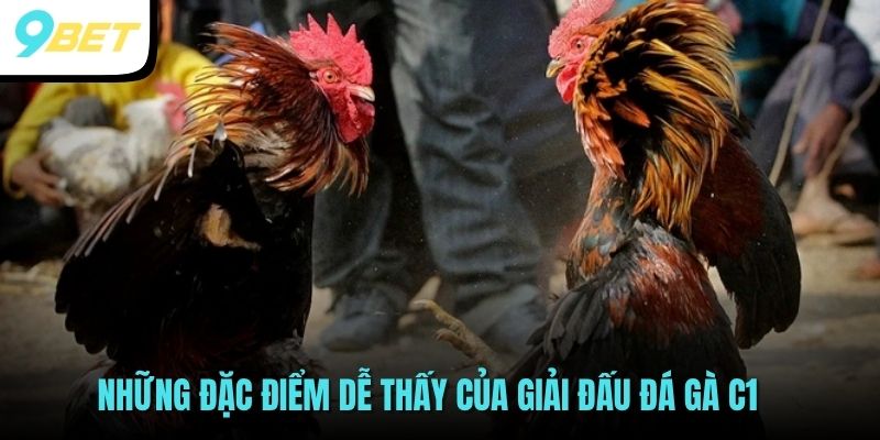 Những đặc điểm dễ thấy của giải đấu đá gà C1