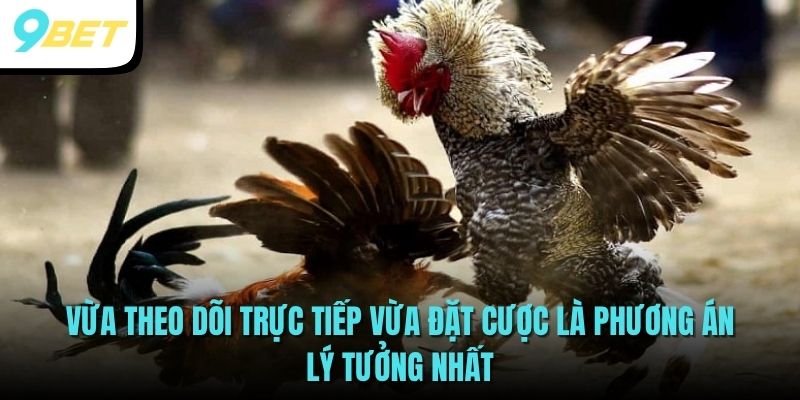 Vừa theo dõi trực tiếp vừa đặt cược là phương án lý tưởng nhất
